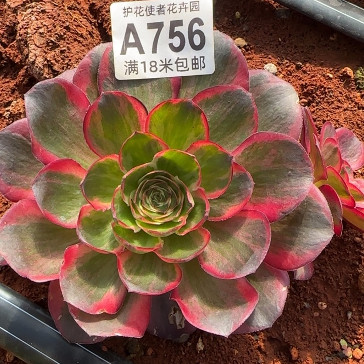 多肉法师淘宝福利