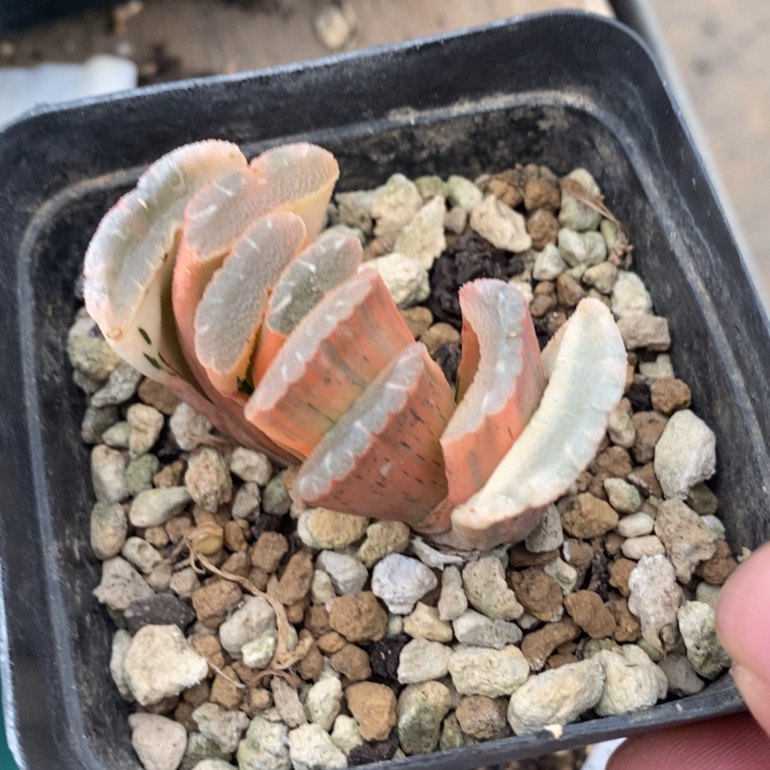 一颗实生糊斑玉扇锦