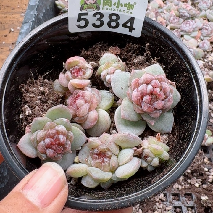 多肉植物多肉植物