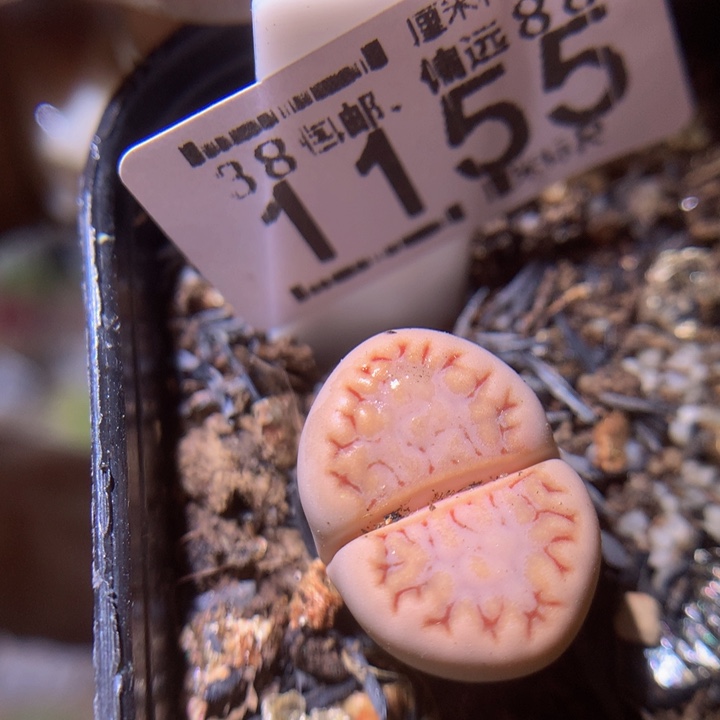 Sss精品生石花1155