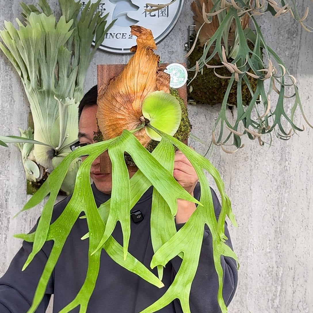 完全开放皇冠鹿角蕨春野花园