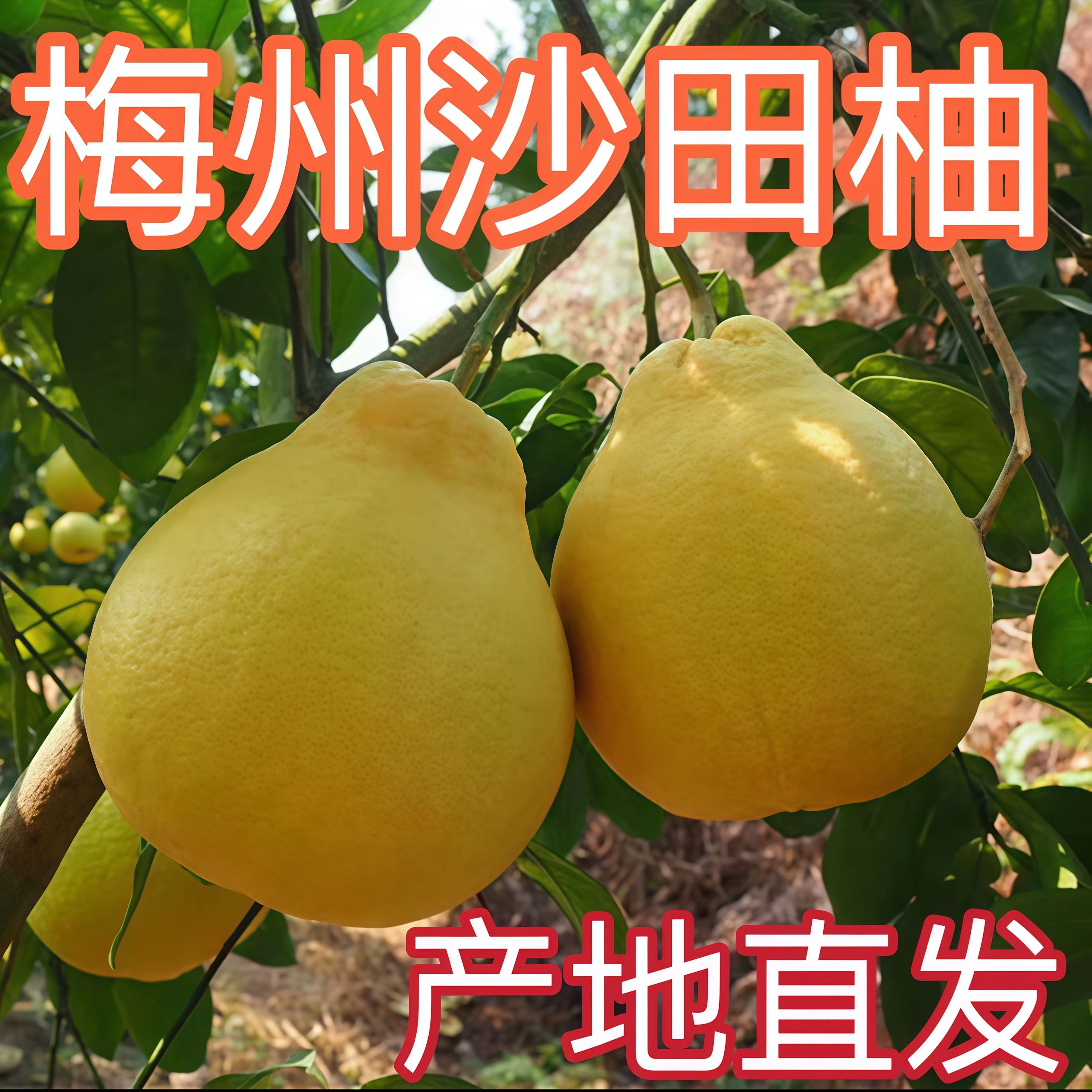【老树果更甜】梅州沙田柚金柚果园直发精选大果孕妇水果纯甜不酸