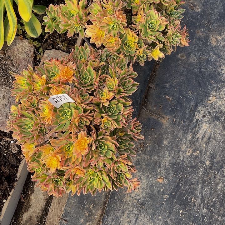 191多肉植物的生长