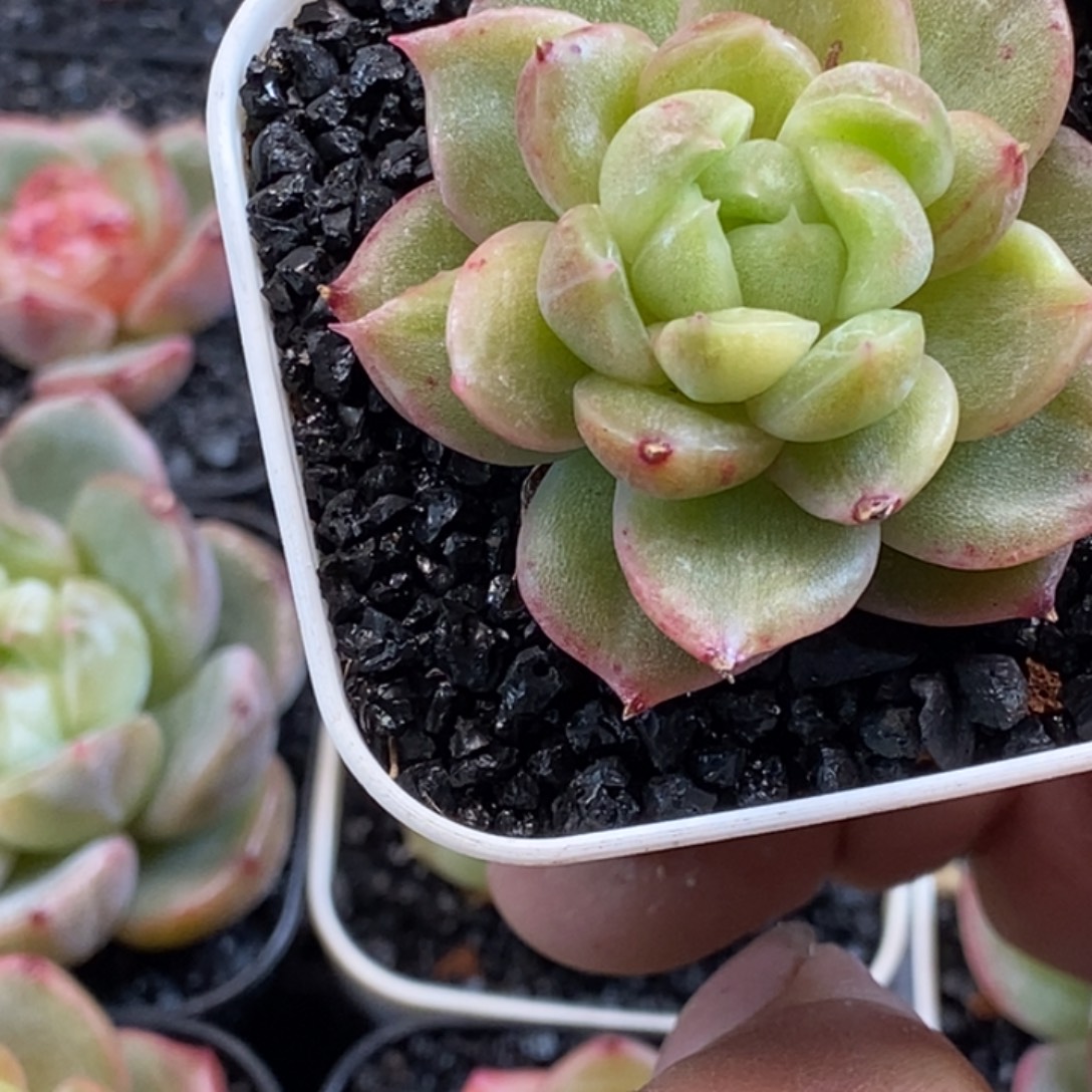 天官赐福百无禁忌