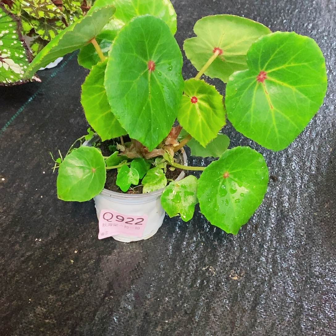 不开花植物文*秋海棠922