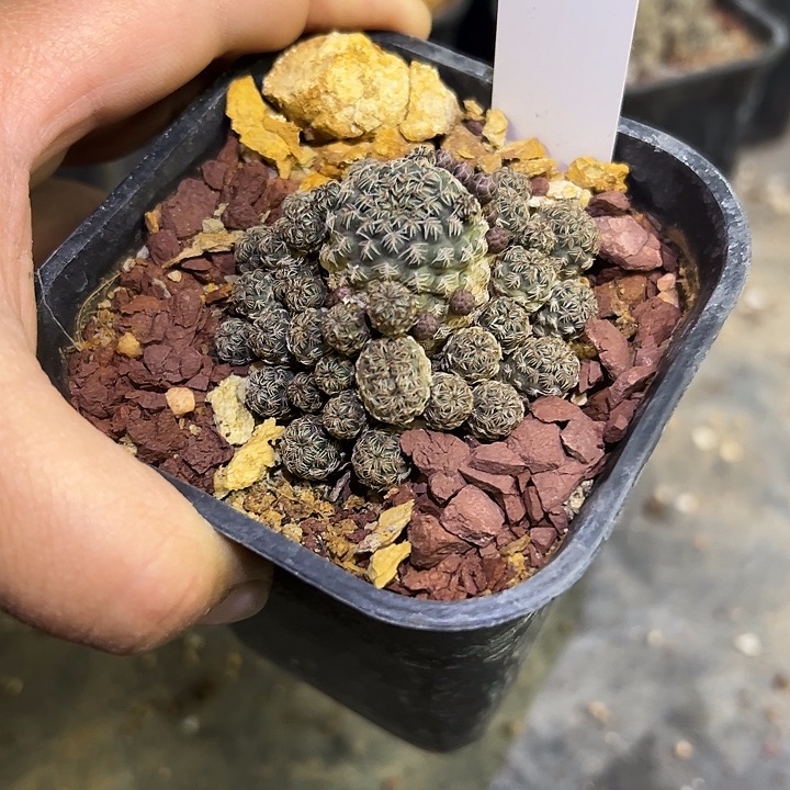 159群生沟宝山有花有干疤