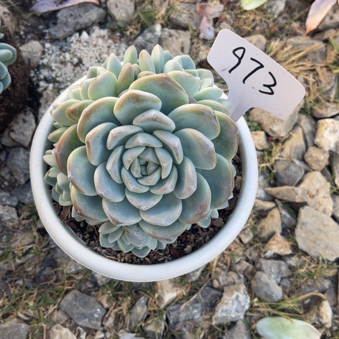 老阿姨花卉一物一拍973