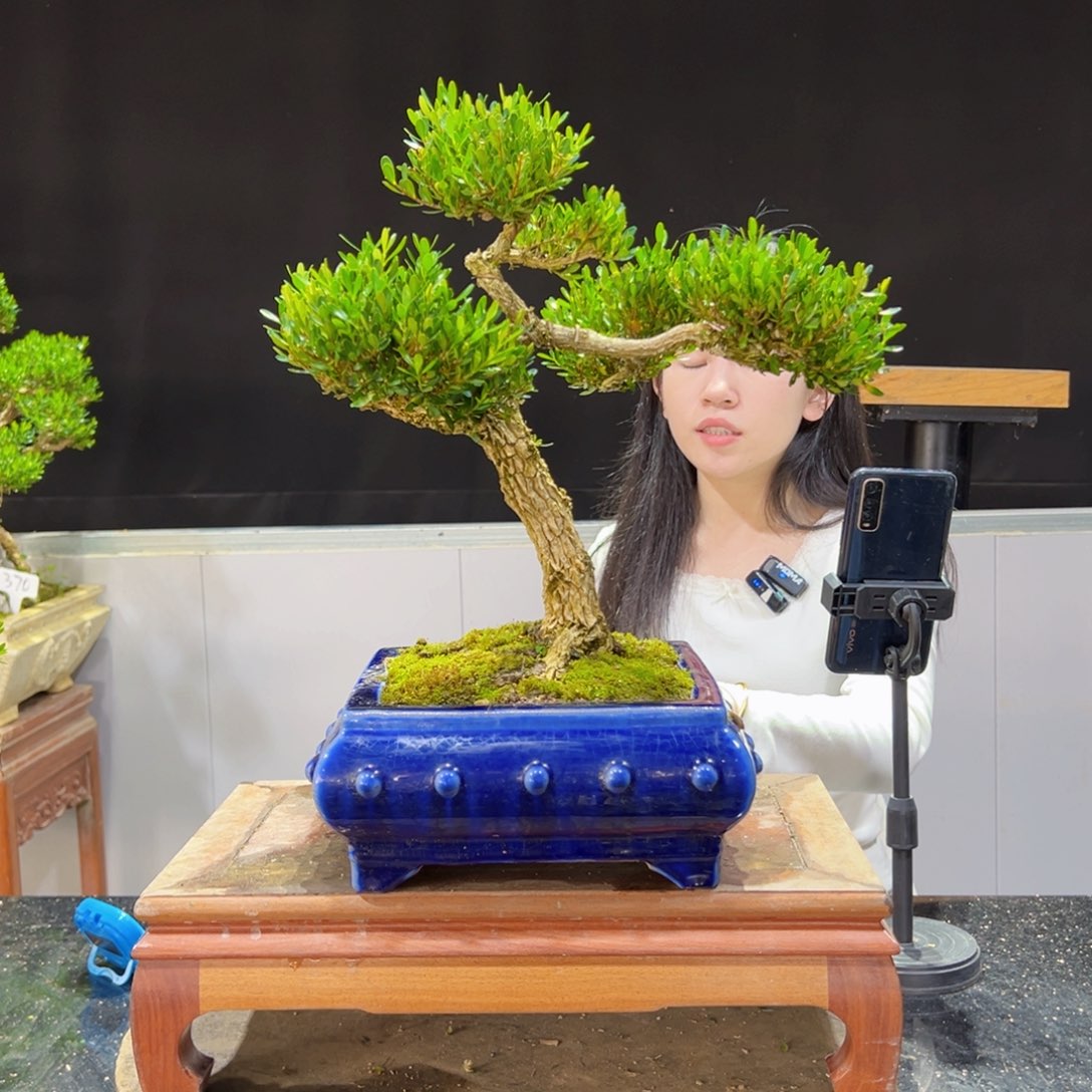 黄杨盆景老桩四季长青V****e