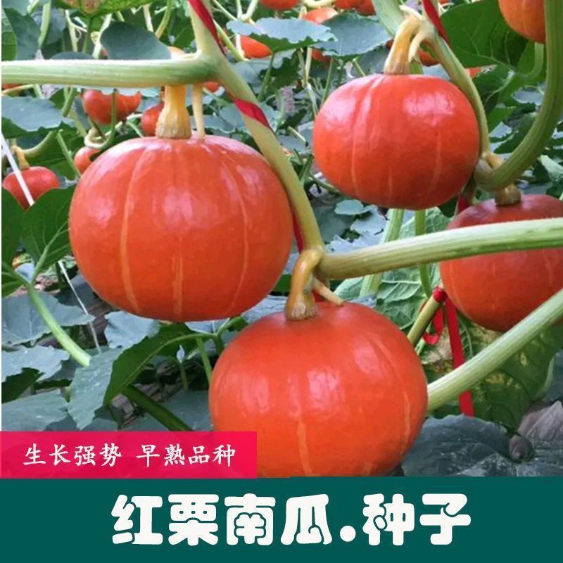 【 L 】红甜栗南瓜种子耐低温春夏秋均可栽培越冬越寒商品图