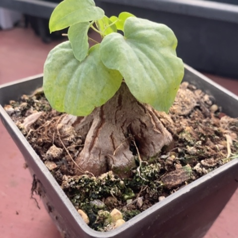 象足龟单5仙人球