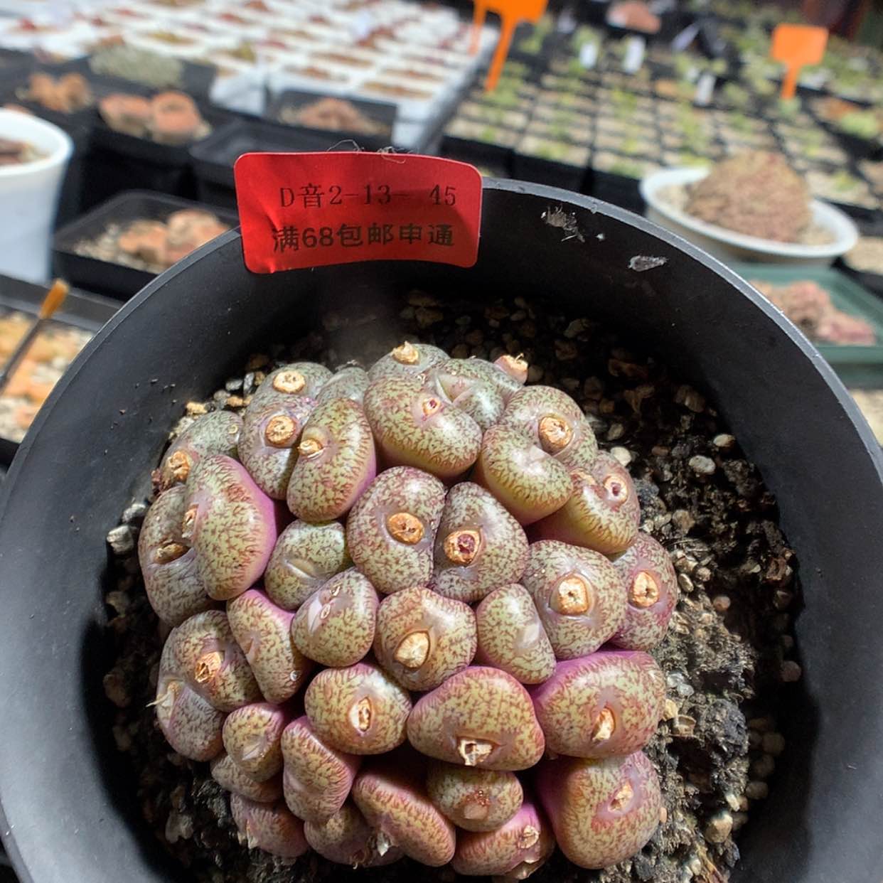 【闪购商品】2-13-45 密纹安贞一盆特100