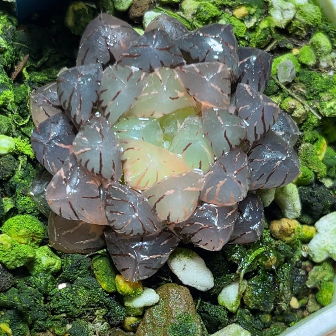 恭喜发财大吉大利0191