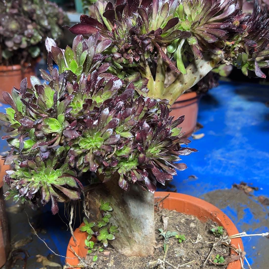 多156肉植物黑法师缀花干伤