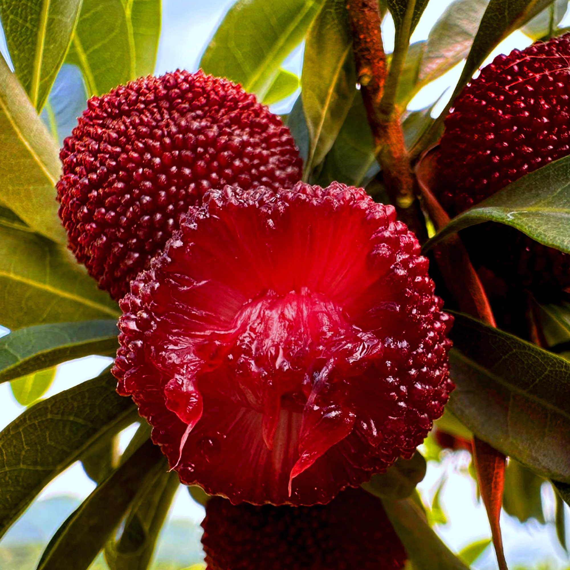 【会同县同城自提】托口东魁杨梅台梅6斤装代购