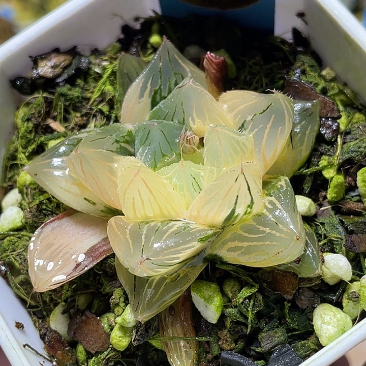 528大型玉露锦福利一物