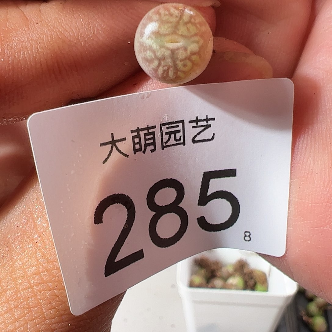 0000285 一物一拍……