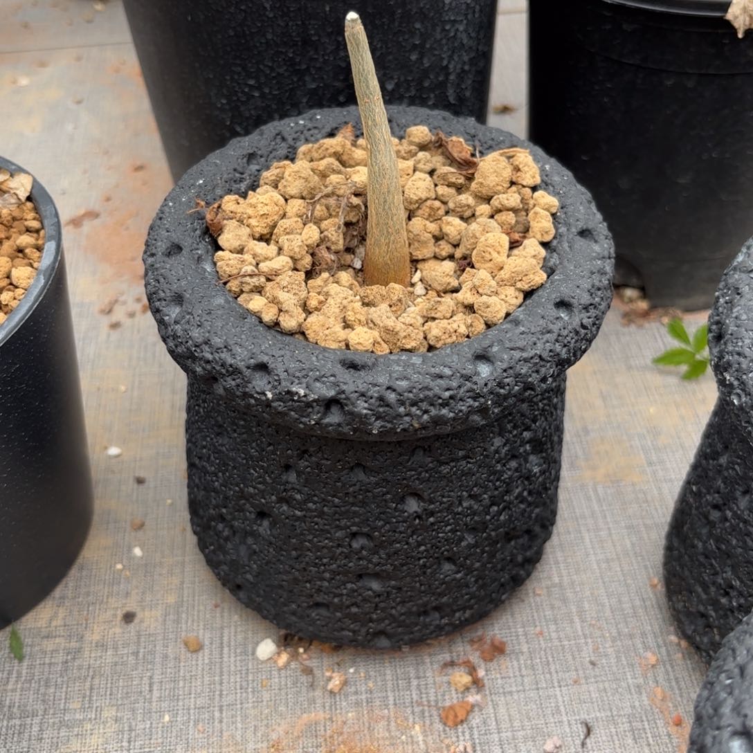 木我**** 芳香裂榄带盆土。