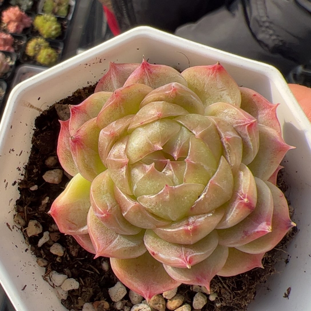 沫****462 多肉植物组合盆栽