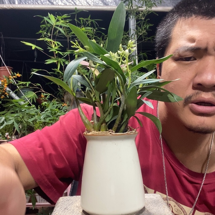 N****以实际为准盆景绿植盆栽79