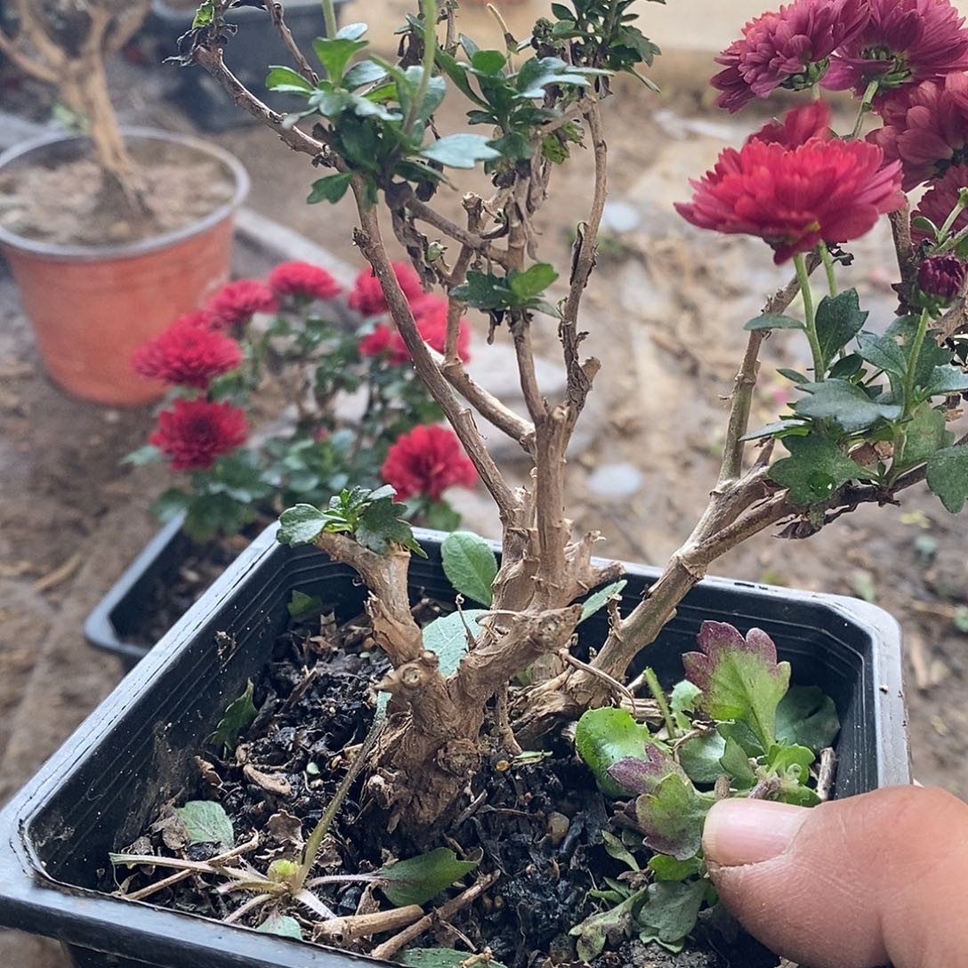 渡***口完全开放菊花菊花盆景