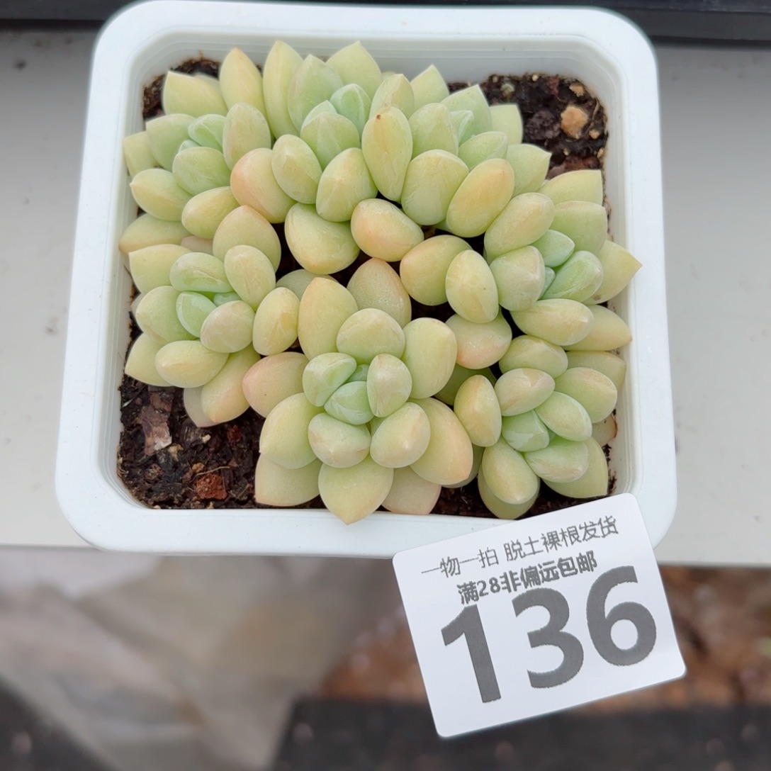 泡泡糖老桩多肉多肉多肉