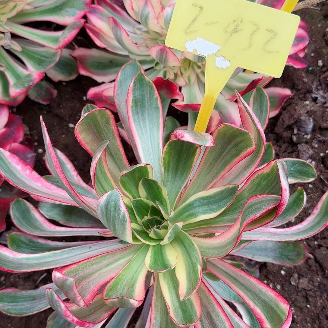 2-432---多头多肉植物