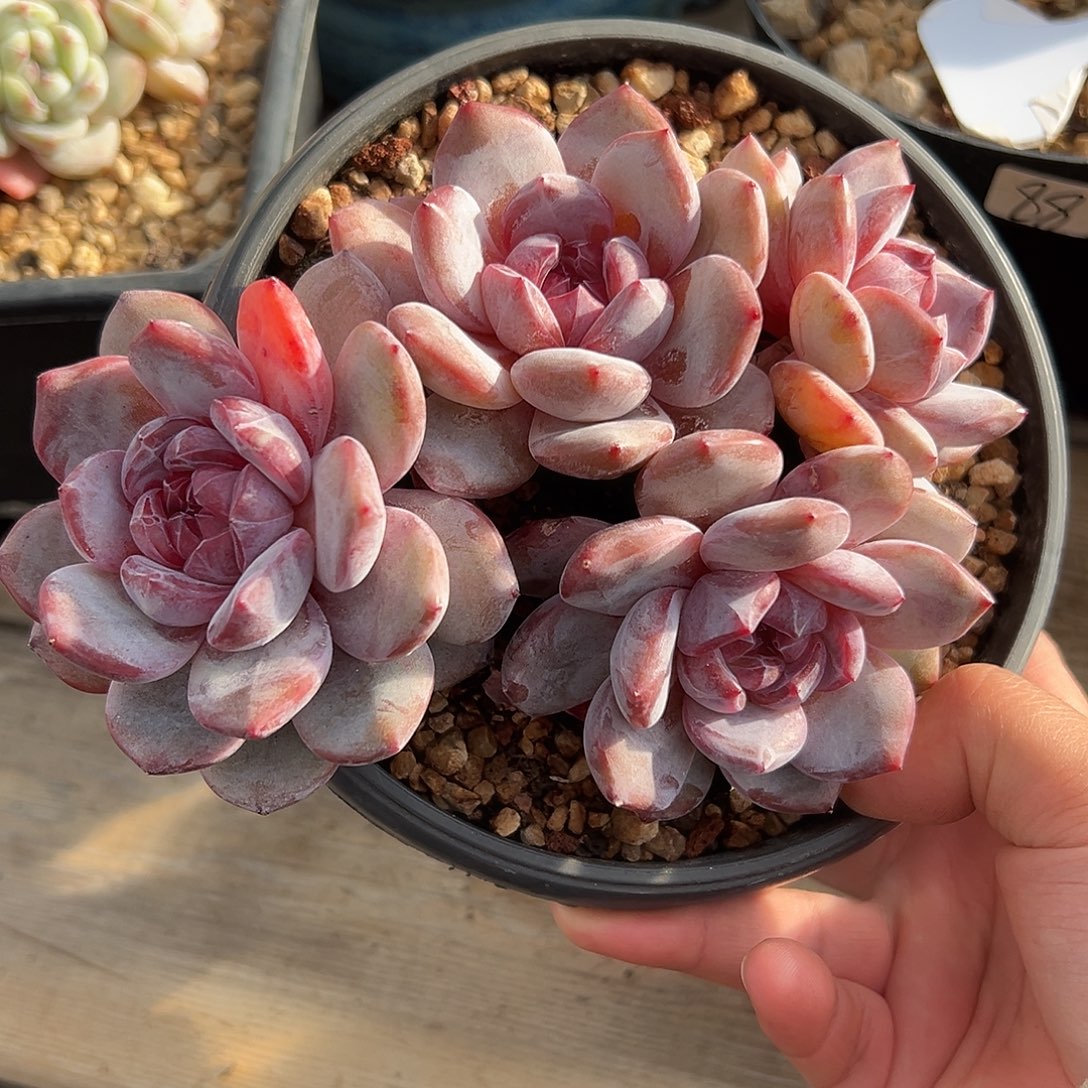 年****年糕姐姐专拍哈哈哈