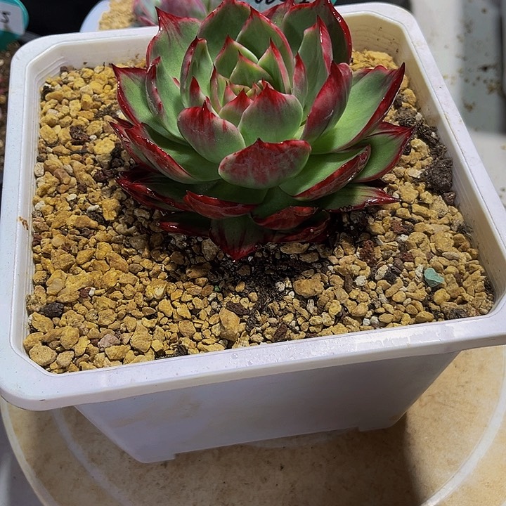 惊鸿仙子多肉植物42