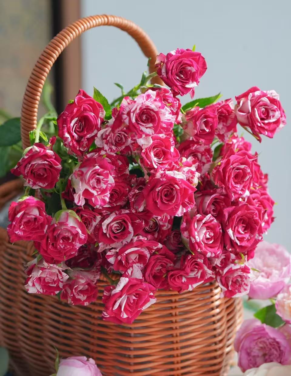 【陌上花开】羽衣曲-稀有多头玫瑰（收到请带包装醒花）