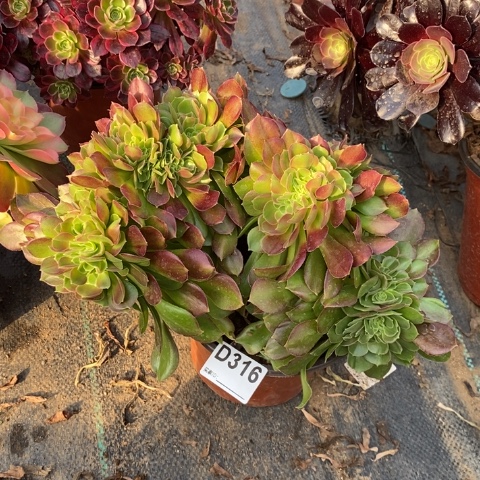 玫瑰缀多肉植物法师