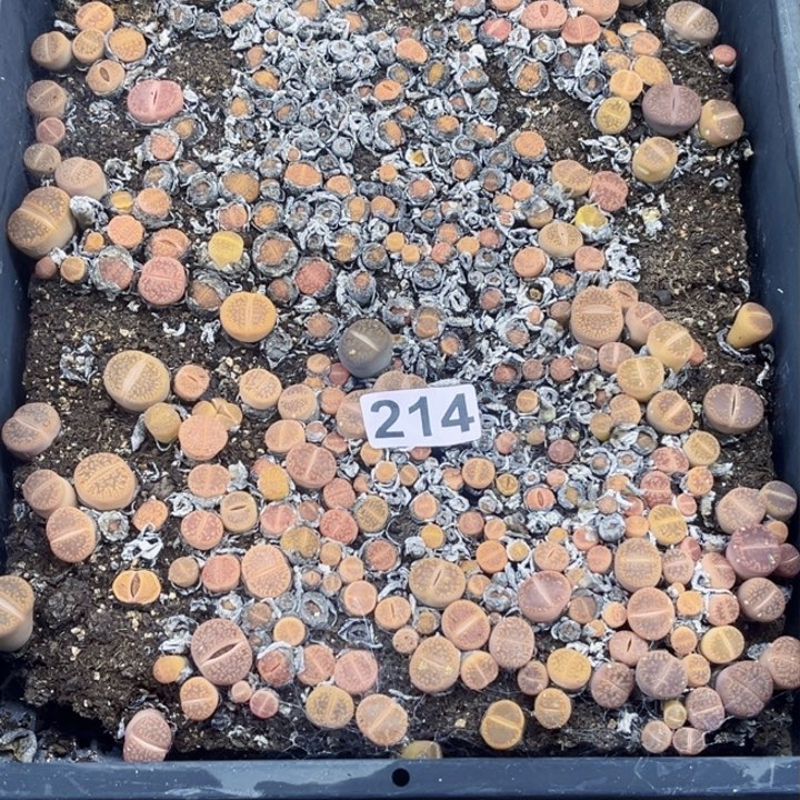 214 生石花一物一图如图