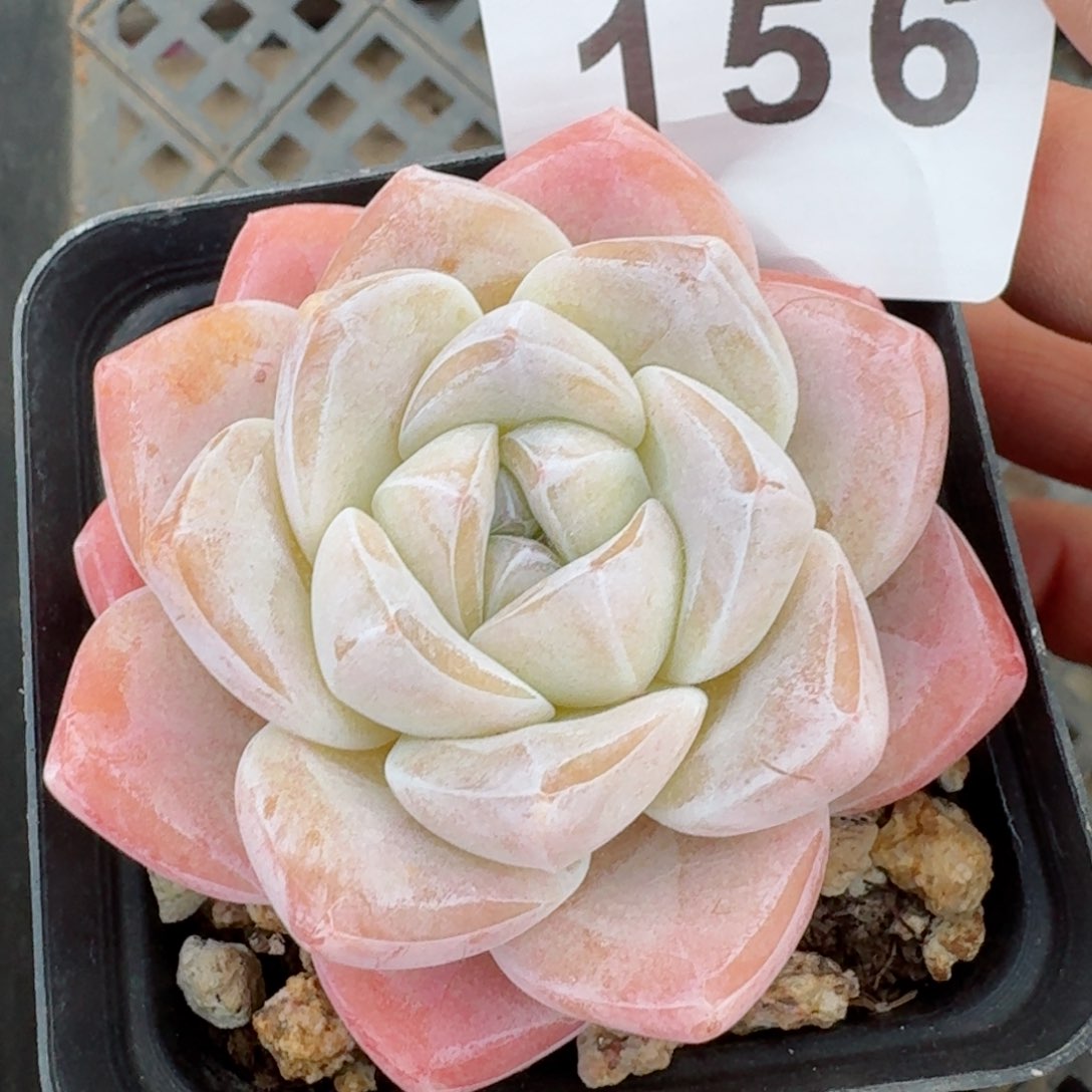 多肉植物开播福利捡漏