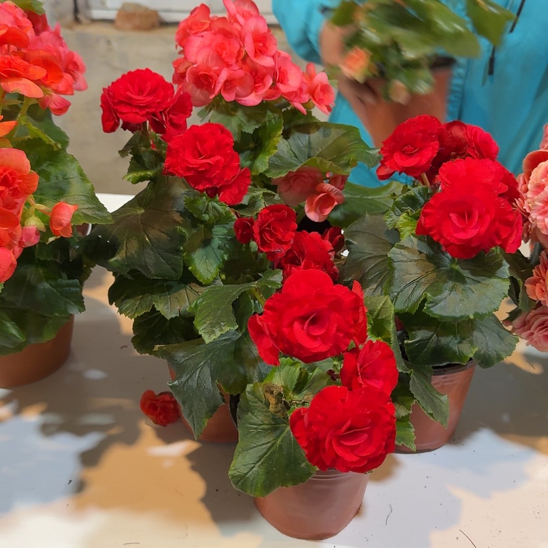 当前无花栽培后可以开花三颗红色，不拍保温冻死不售后