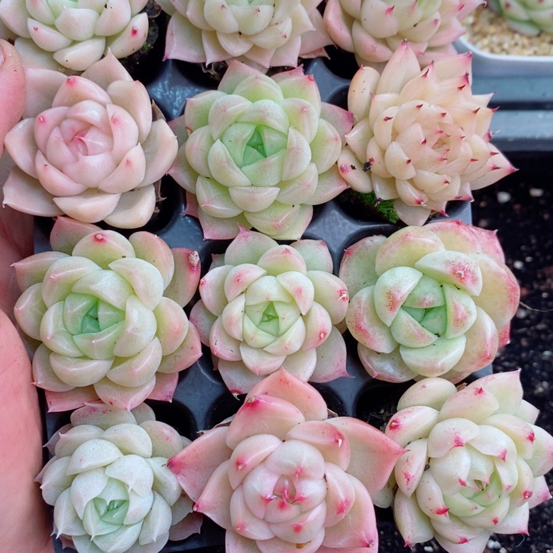 1-60新疆西藏内蒙不发12.8包邮2-3公分多肉