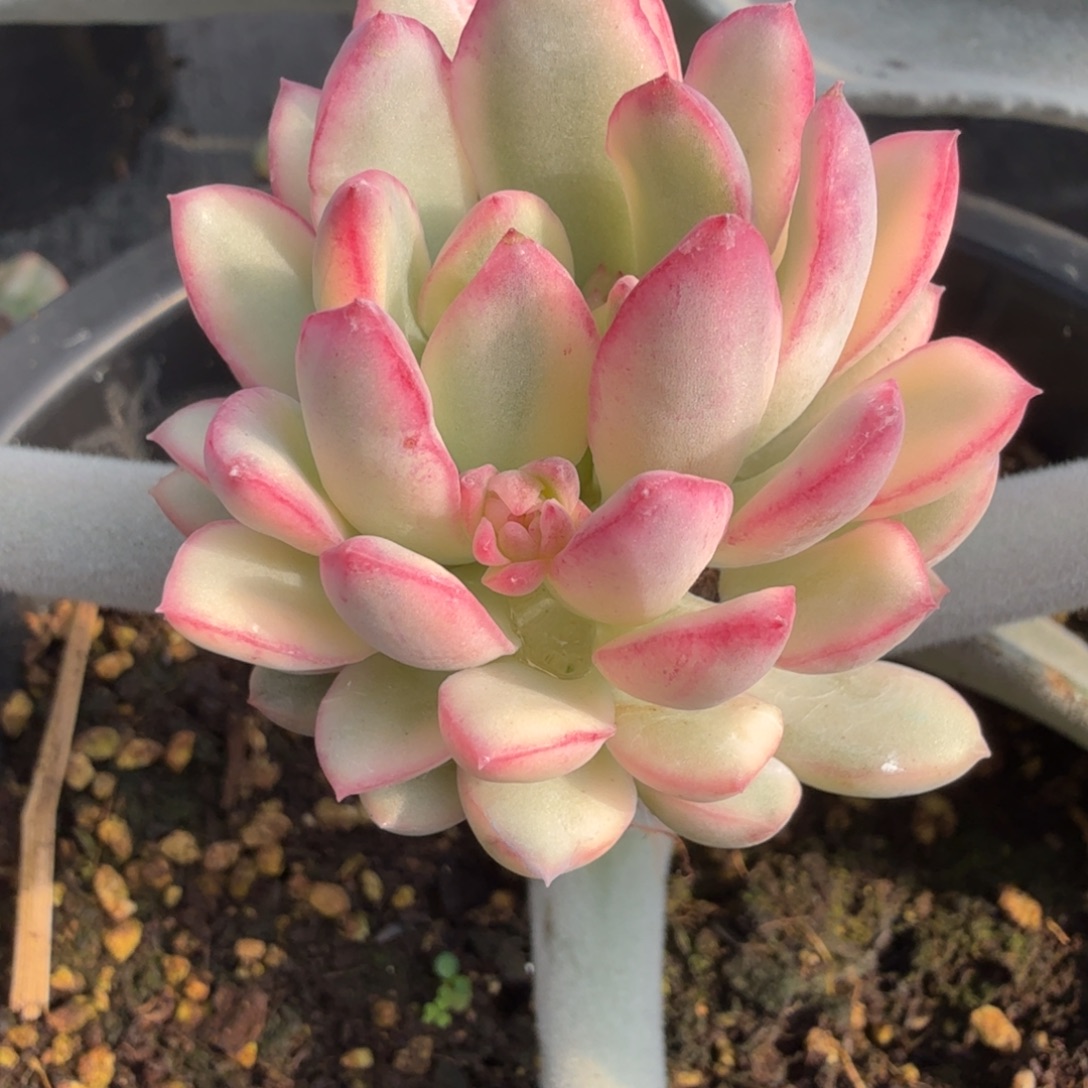 玲玉 安吉园艺锦锦