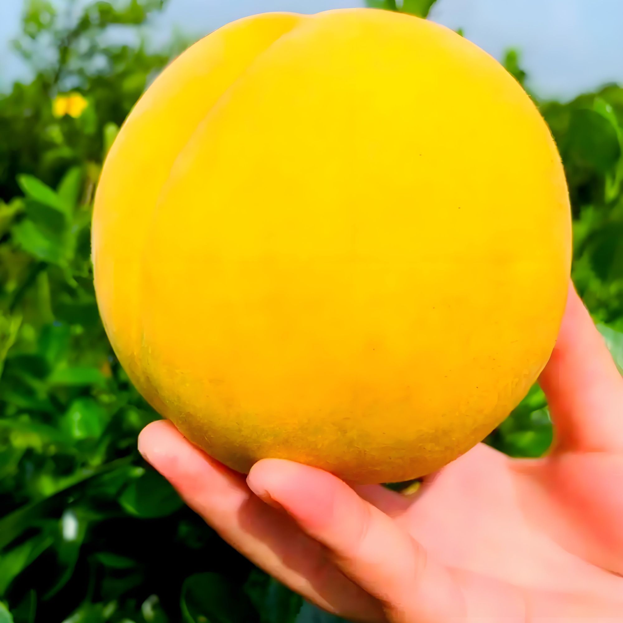 黄金冠黄桃苗 晚熟黄桃 8-9月熟   果大产量高 脆甜多汁