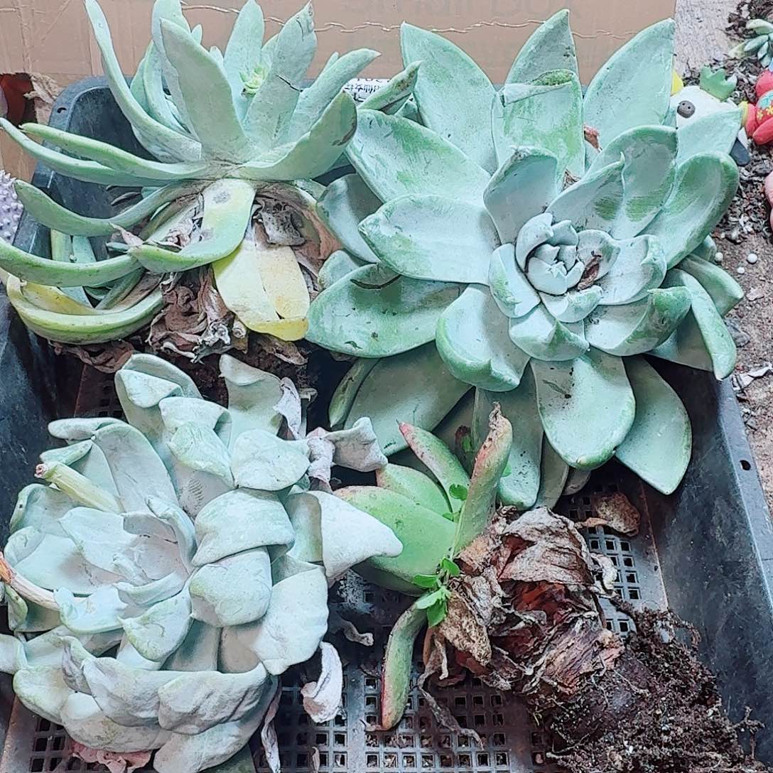 6147瑕疵框拍不售后