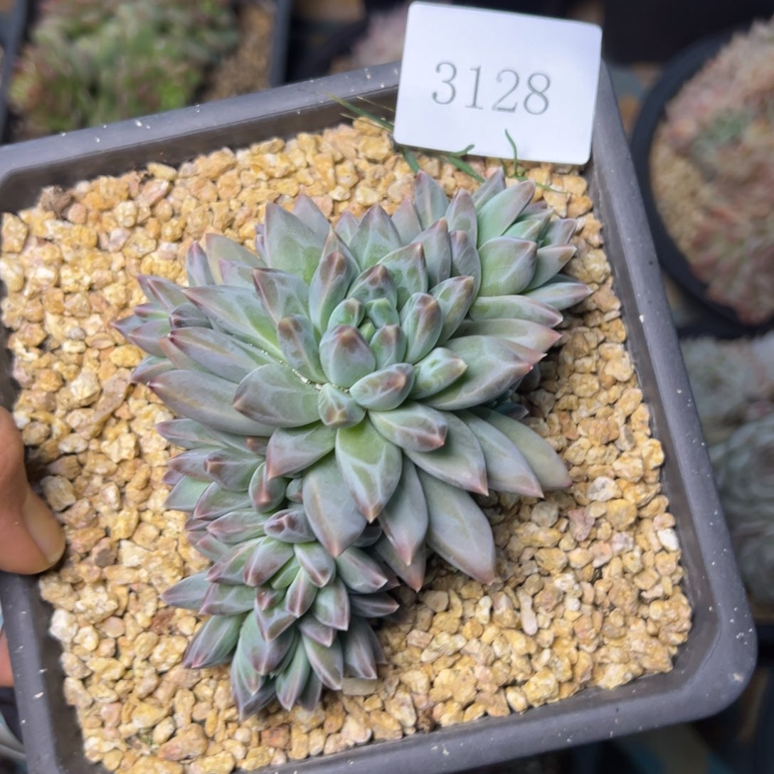 巳**意3128多肉多多多多