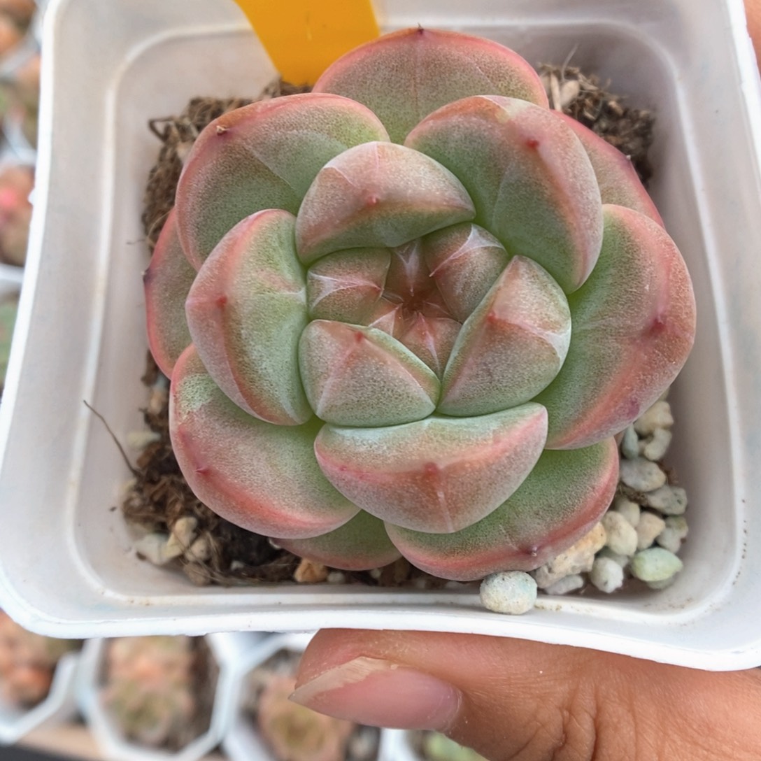 发***橙胖胖珍妮852号。       