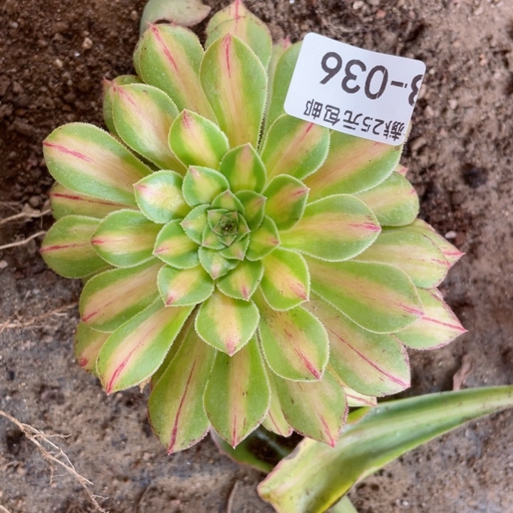 36知否2代多肉12345678