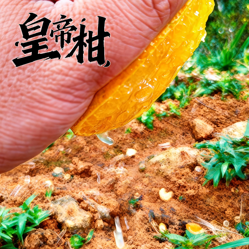 岭南佳果皇帝柑正宗帝柑广东当季新鲜水果甜橘桔试吃福利