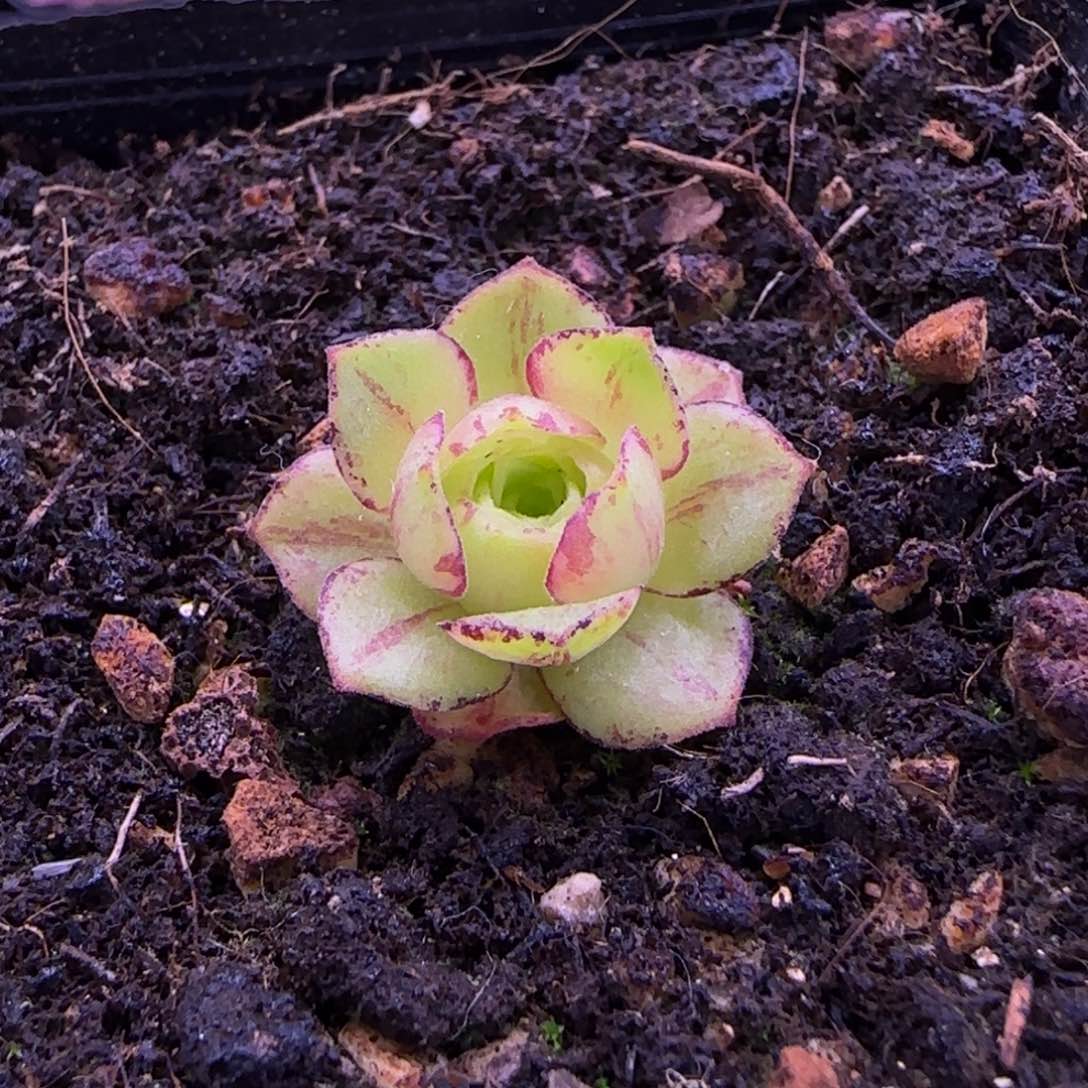 芋***?橘子彤杂大帕山地玫瑰333