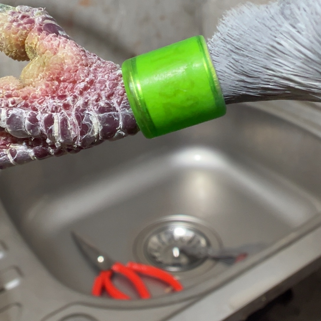 五年老鸽子一个现杀足环号码2382