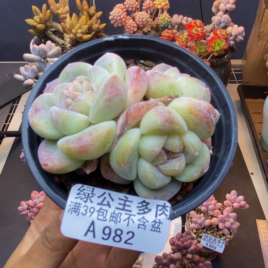 982冰玉多肉不包整