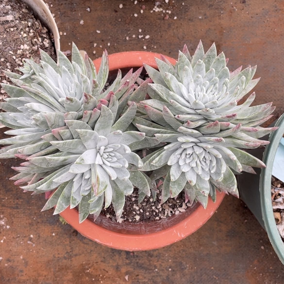 【闪购商品】大宽叶白雪