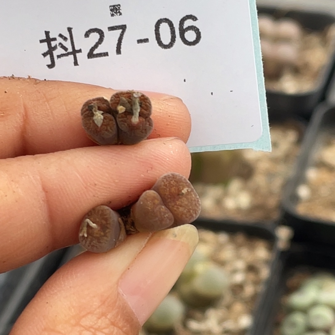 颜***玉27-6肉锥多肉植物