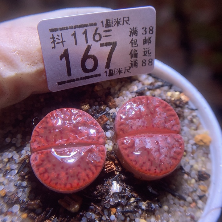 精品生石花116.167