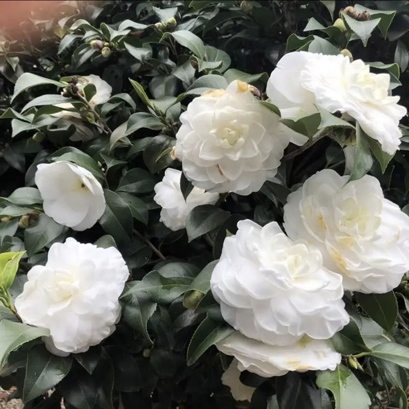 东方亮白茶花带花苞花卉绿植盆栽