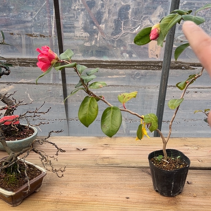 无花朵盆景不包邮00644