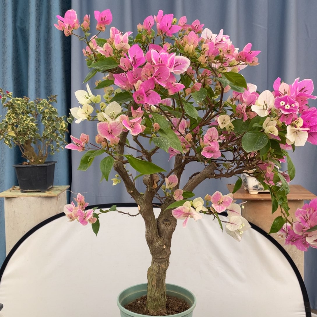 当前无花栽培后可以开花